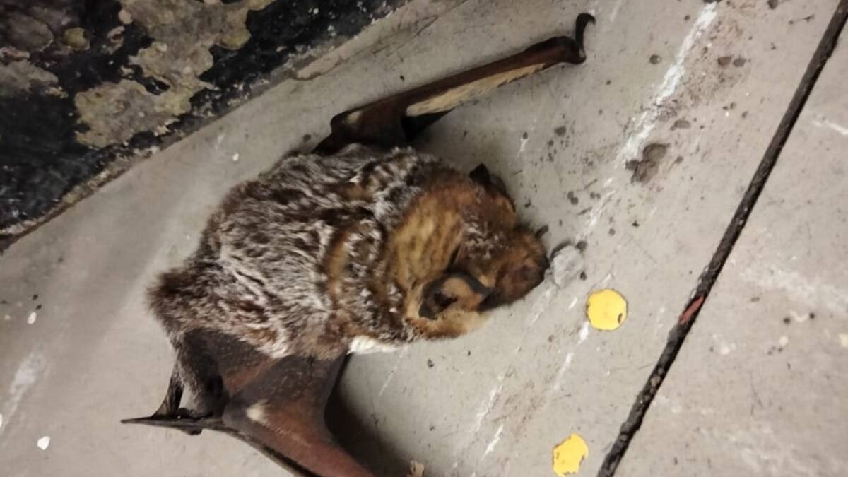 FOTOS | ¿El Metro de la CDMX es la baticueva? Rescatan a otro murciélago en la estación de Oceanía