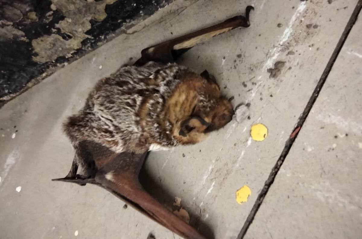 FOTOS | ¿El Metro de la CDMX es la baticueva? Rescatan a otro murciélago en la estación de Oceanía