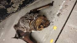 FOTOS | ¿El Metro de la CDMX es la baticueva? Rescatan a otro murciélago en la estación de Oceanía