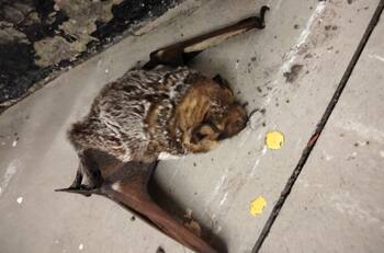 FOTOS | ¿El Metro de la CDMX es la baticueva? Rescatan a otro murciélago en la estación de Oceanía