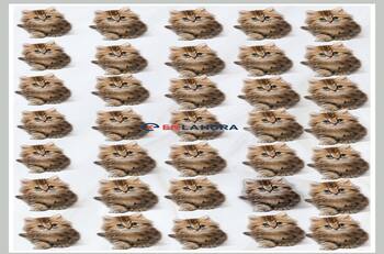 Acertijo visual: ¿Hay un gatito diferente? Tienes 10 segundos para encontrarlo