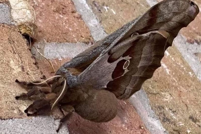 ¿Tarántula con alas?