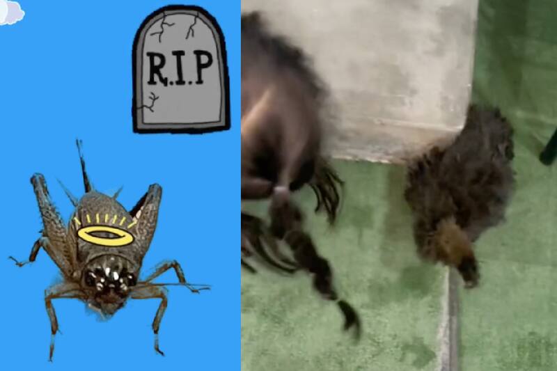 Pollo se come grillo y se hace viral.