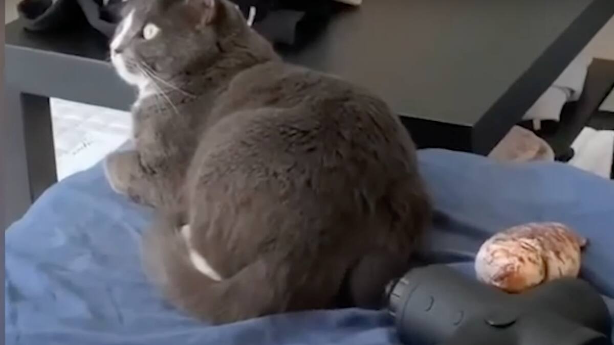 Un sábado de relajación: gatito disfrutó un masaje con una máquina mientras su dueña lo grababa