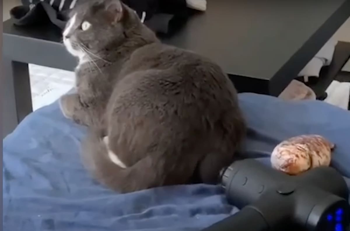 Un sábado de relajación: gatito disfrutó un masaje con una máquina mientras su dueña lo grababa