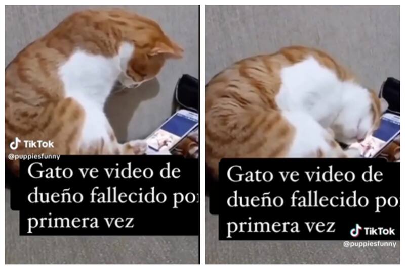 Este gato tiene una conmovedora reacción al ver a su dueño otra vez.