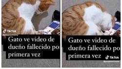 VIDEO | Gato recuerda a su dueño fallecido y su reacción te enternecerá hasta las lágrimas