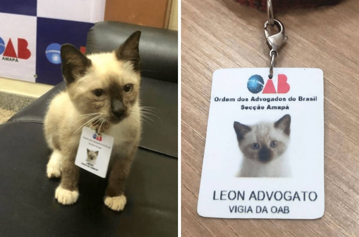 FOTOS| Abogados contrataron a un gatito para su firma