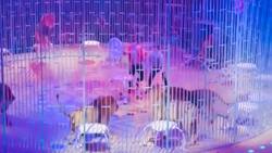 Leones se atacan durante función de circo y aterran al público