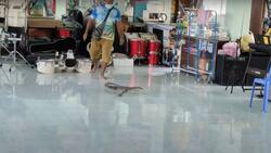 ¡Vaya susto!: lagarto interrumpió clase de música y se hizo viral, estaba escondido en la batería