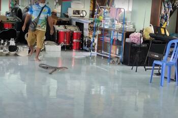 ¡Vaya susto!: lagarto interrumpió clase de música y se hizo viral, estaba escondido en la batería