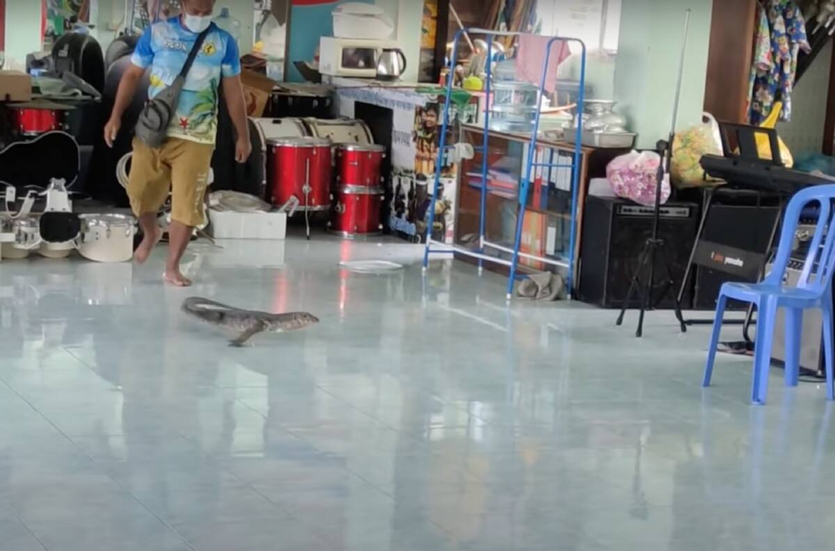 ¡Vaya susto!: lagarto interrumpió clase de música y se hizo viral, estaba escondido en la batería