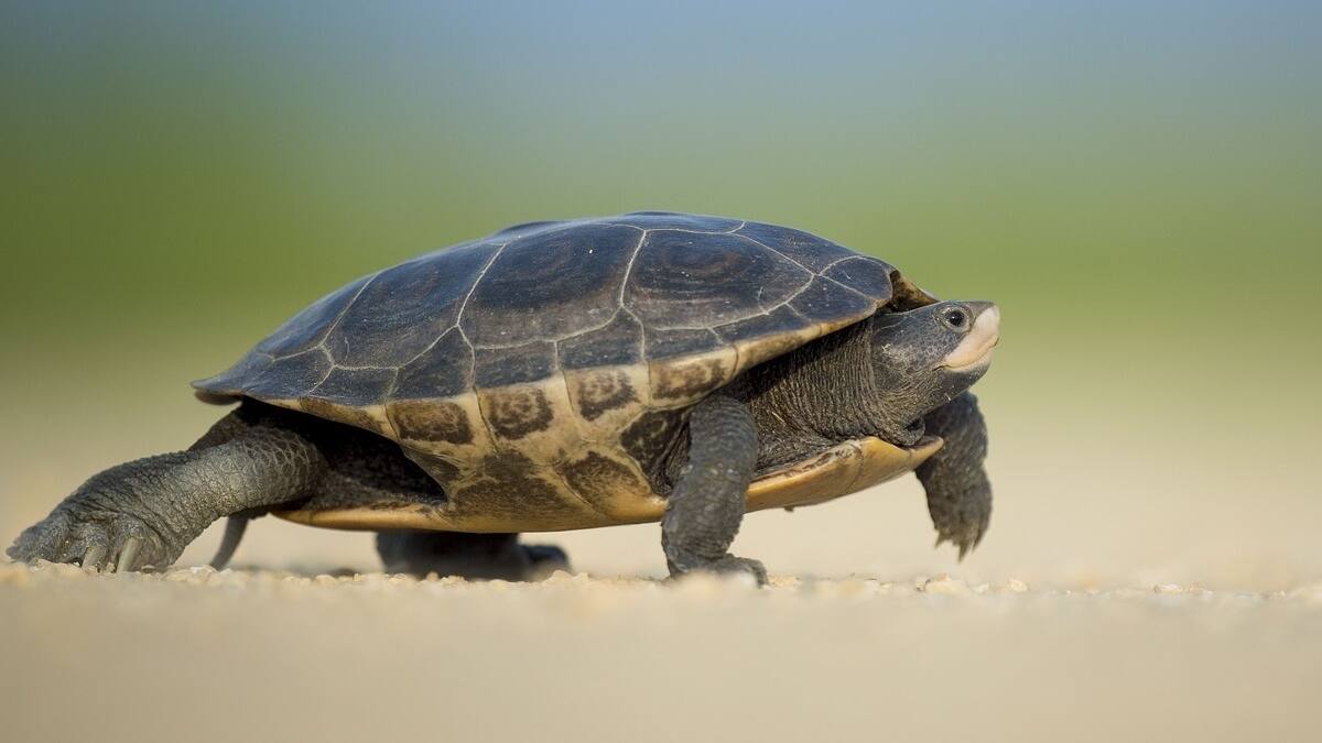 ¡Crueldad animal! Cocinan a una tortuga viva en Tabasco