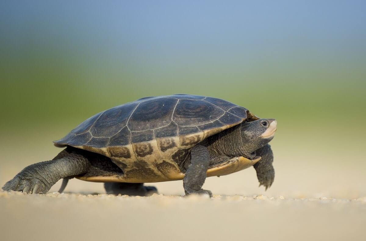 ¡Crueldad animal! Cocinan a una tortuga viva en Tabasco