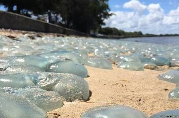 VIDEO: Medusas Azules atacan playas de Baja California