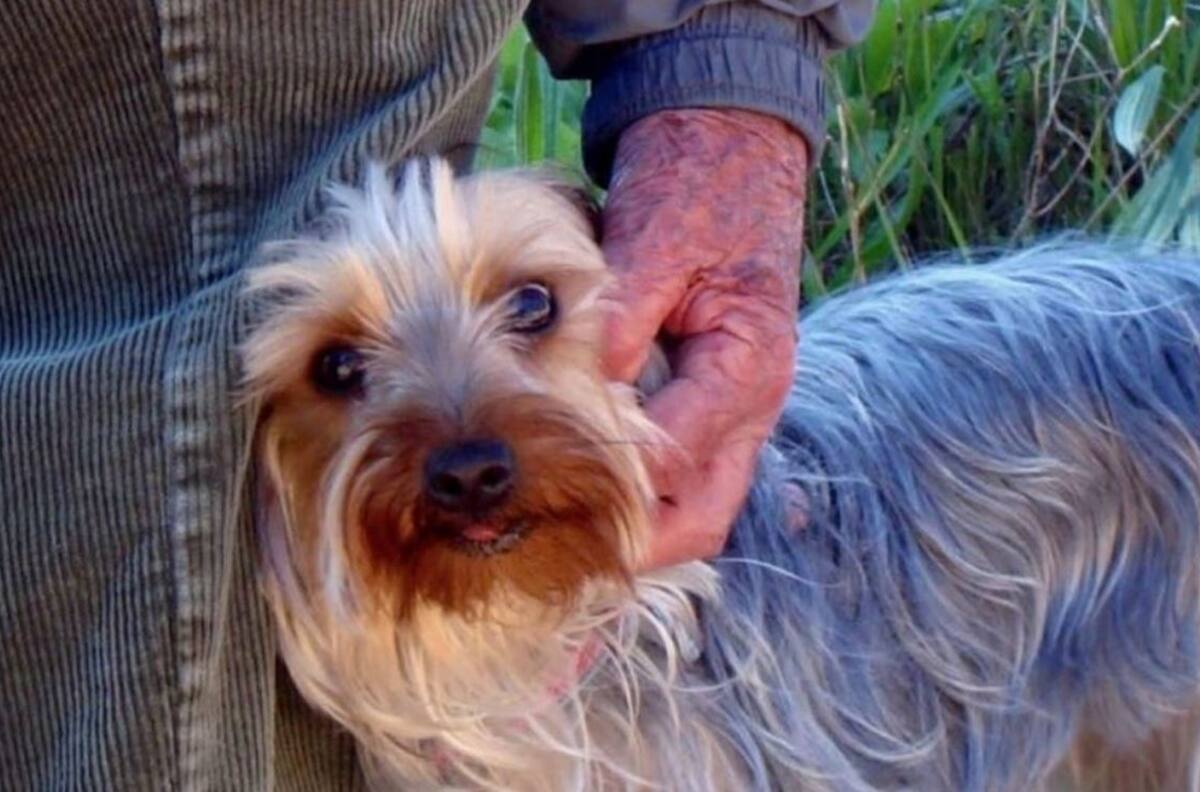 Abuelito se suicida junto con sus 13 perros para “no dejarlos solos”