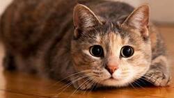 Estos son los nombres de los gatos más famosos que han aparecido en películas