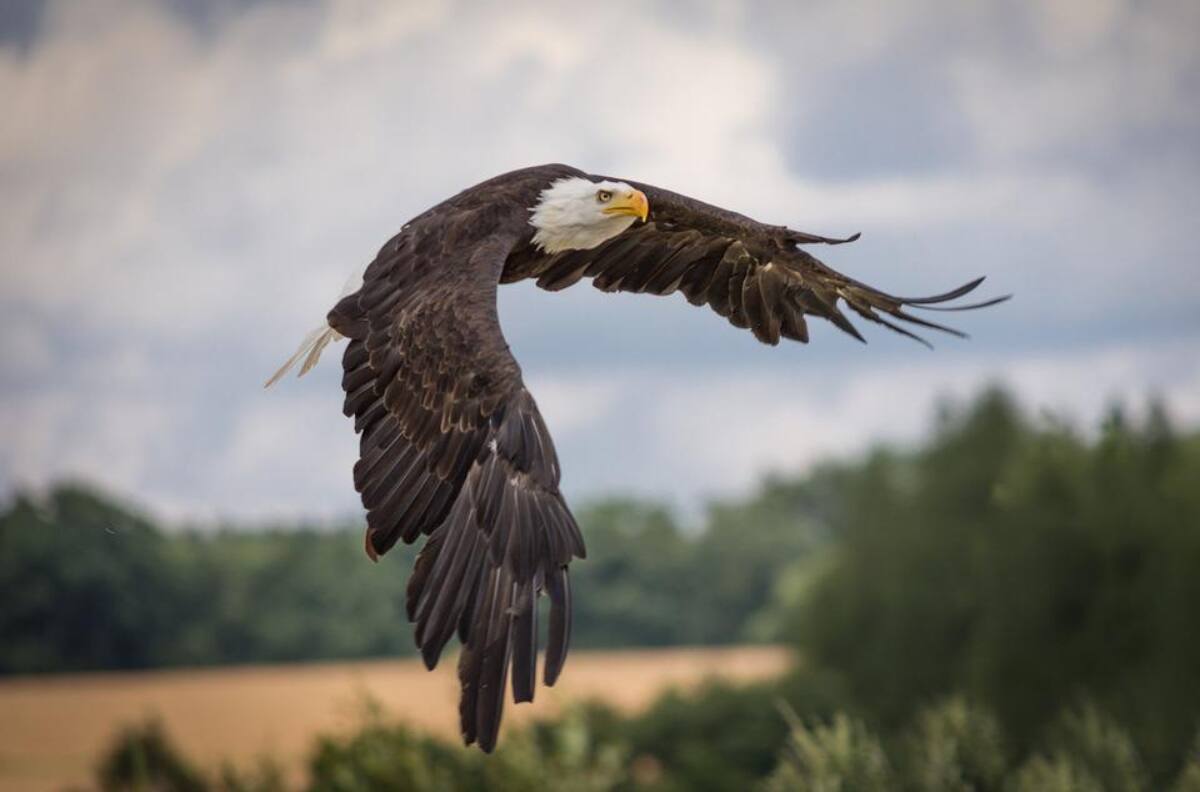 VIDEO VIRAL| Conoce al águila que evita que las gaviotas coman basura