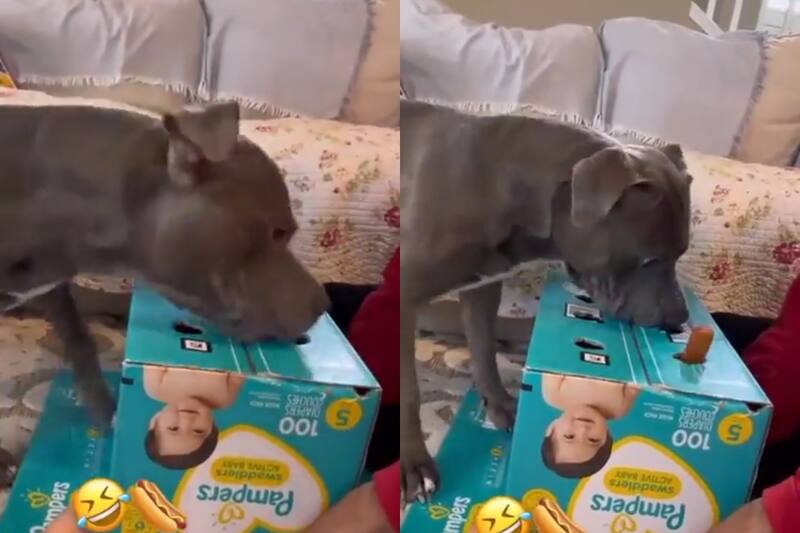 Mira a este tierno perrito que se volvió viral por jugar con una salchicha.