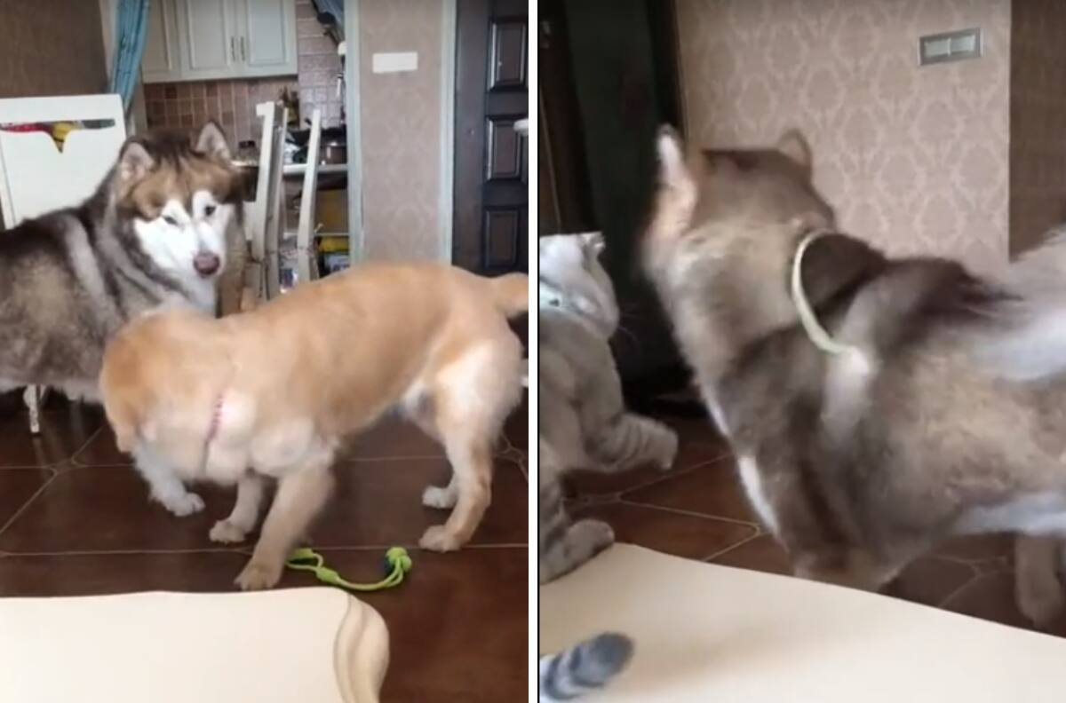 VIDEO| Gato cachetea a perrito por morder a su amigo y se hacen virales