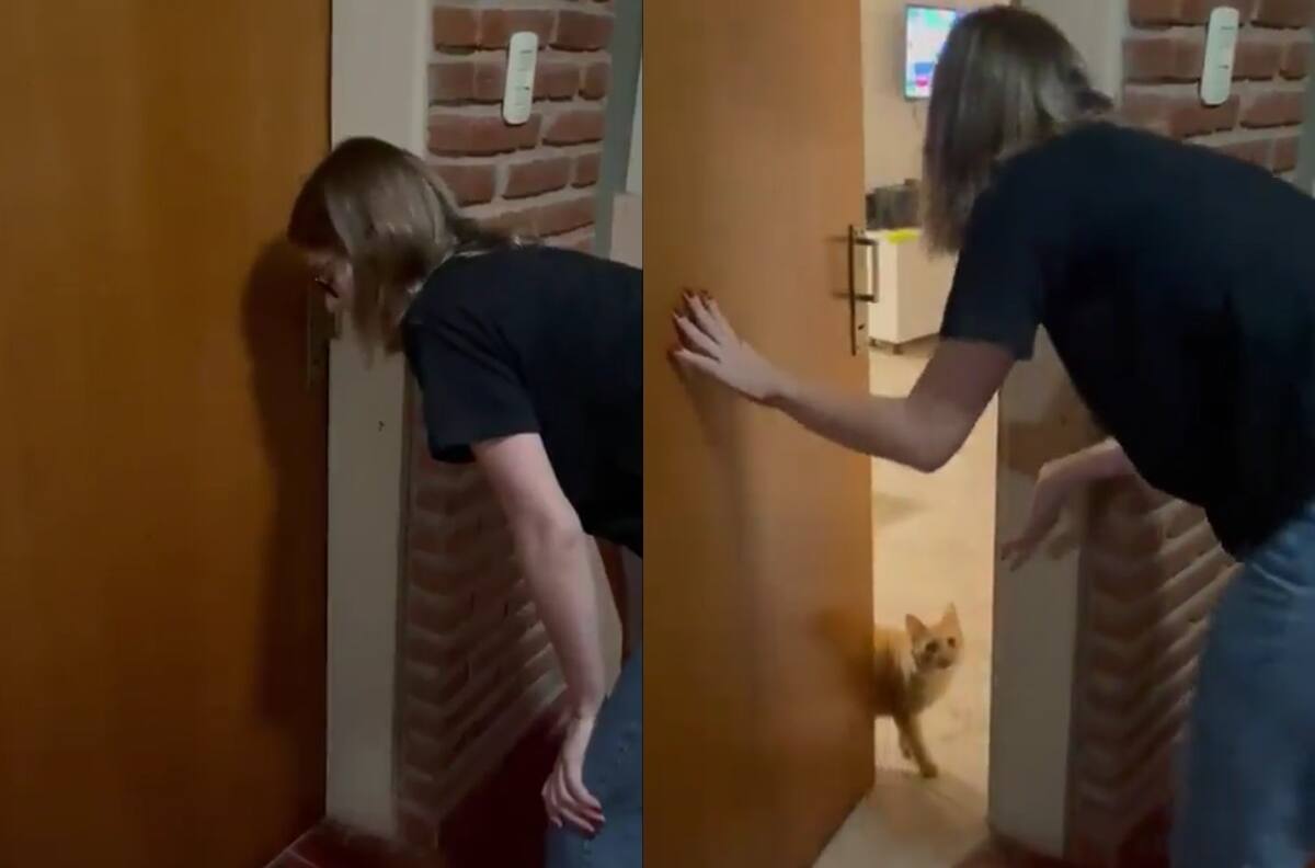 VIDEO | Gatito le abre la puerta a su humana que olvidó las llaves y se vuelve viral