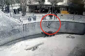 VIDEO: Madre dejó caer a su hija de 3 años en una fosa de osos de un zoológico