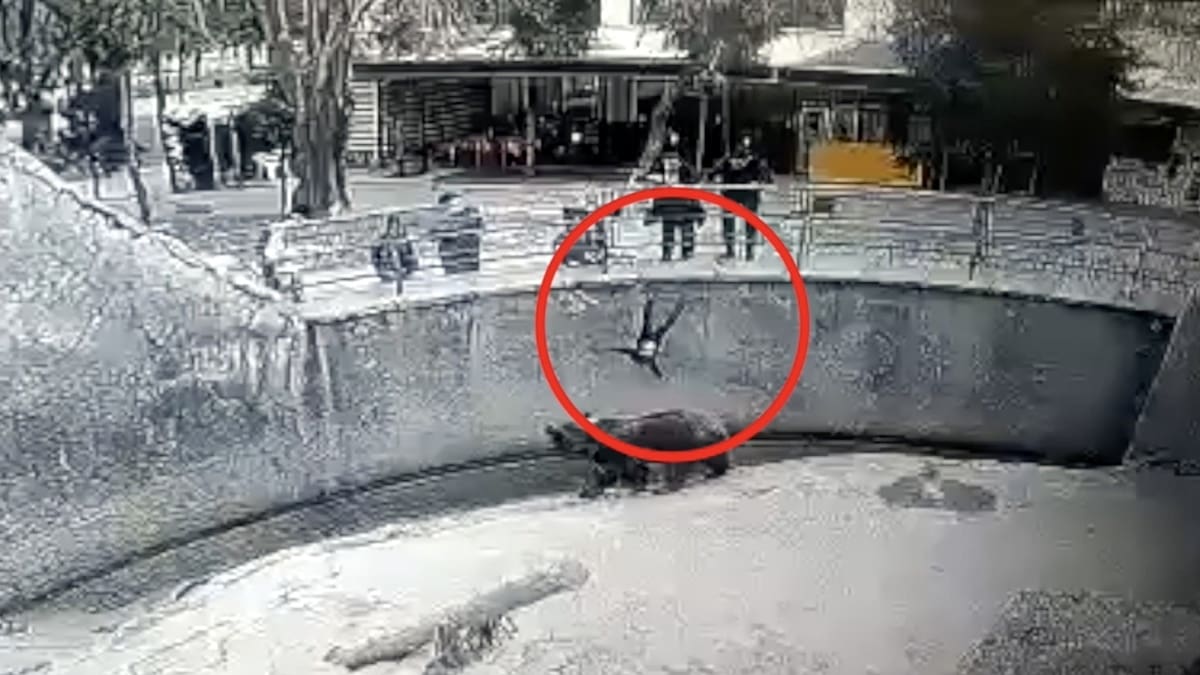 VIDEO: Madre dejó caer a su hija de 3 años en una fosa de osos de un zoológico