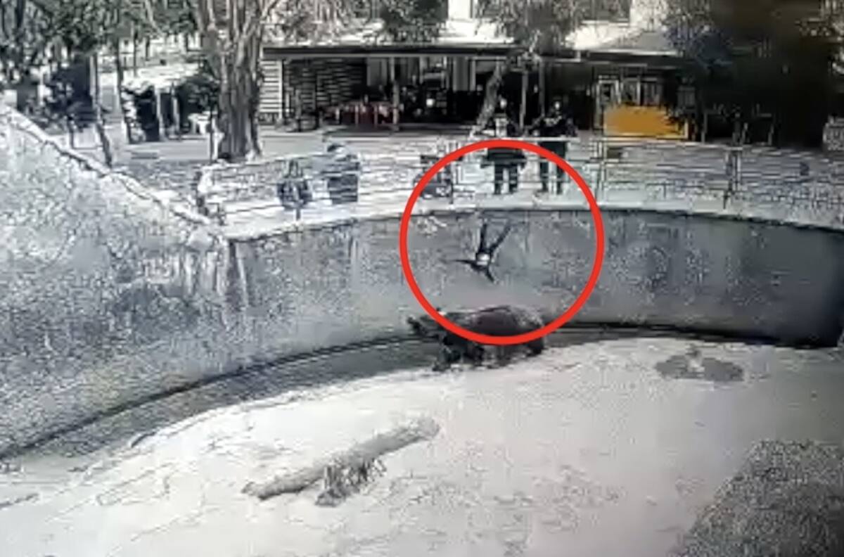 VIDEO: Madre dejó caer a su hija de 3 años en una fosa de osos de un zoológico
