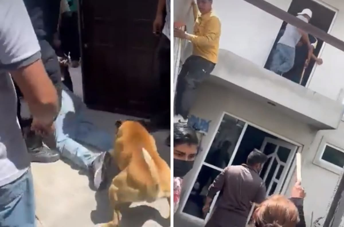 VIDEO| Perrito ayuda al linchamiento de un ladrón y se hace viral