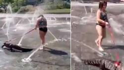 VIDEO | Niña pasea a caimán con correa por el parque y se hace viral