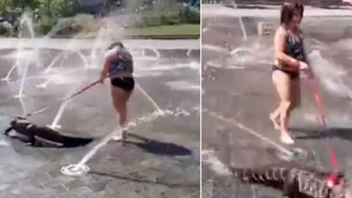 VIDEO | Niña pasea a caimán con correa por el parque y se hace viral