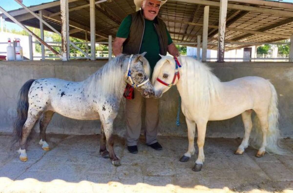 Caballos miniatura: El negocio poco conocido y millonario de Vicente Fernández