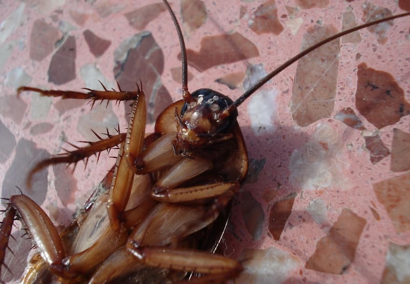 Las baratas o cucarachas pueden ser infecciosas y gustan de poner sus huevos en lugares cálidos y húmedos.