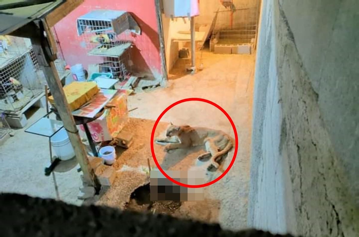VIDEO: Puma entra a patio de una casa en Coahuila