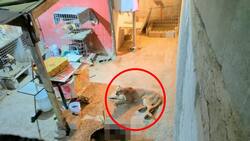 VIDEO: Puma entra a patio de una casa en Coahuila