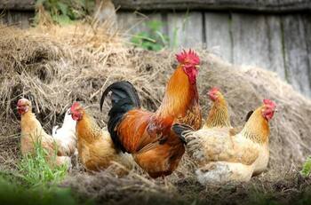 Video viral: Conoce al niño granjero más famoso de TikTok