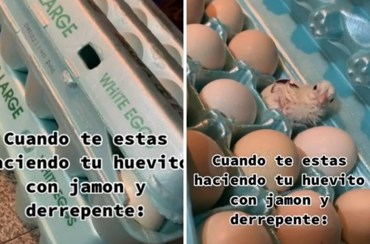 VIDEO| Encuentra pollito en un cartón de huevo y se vuelve viral