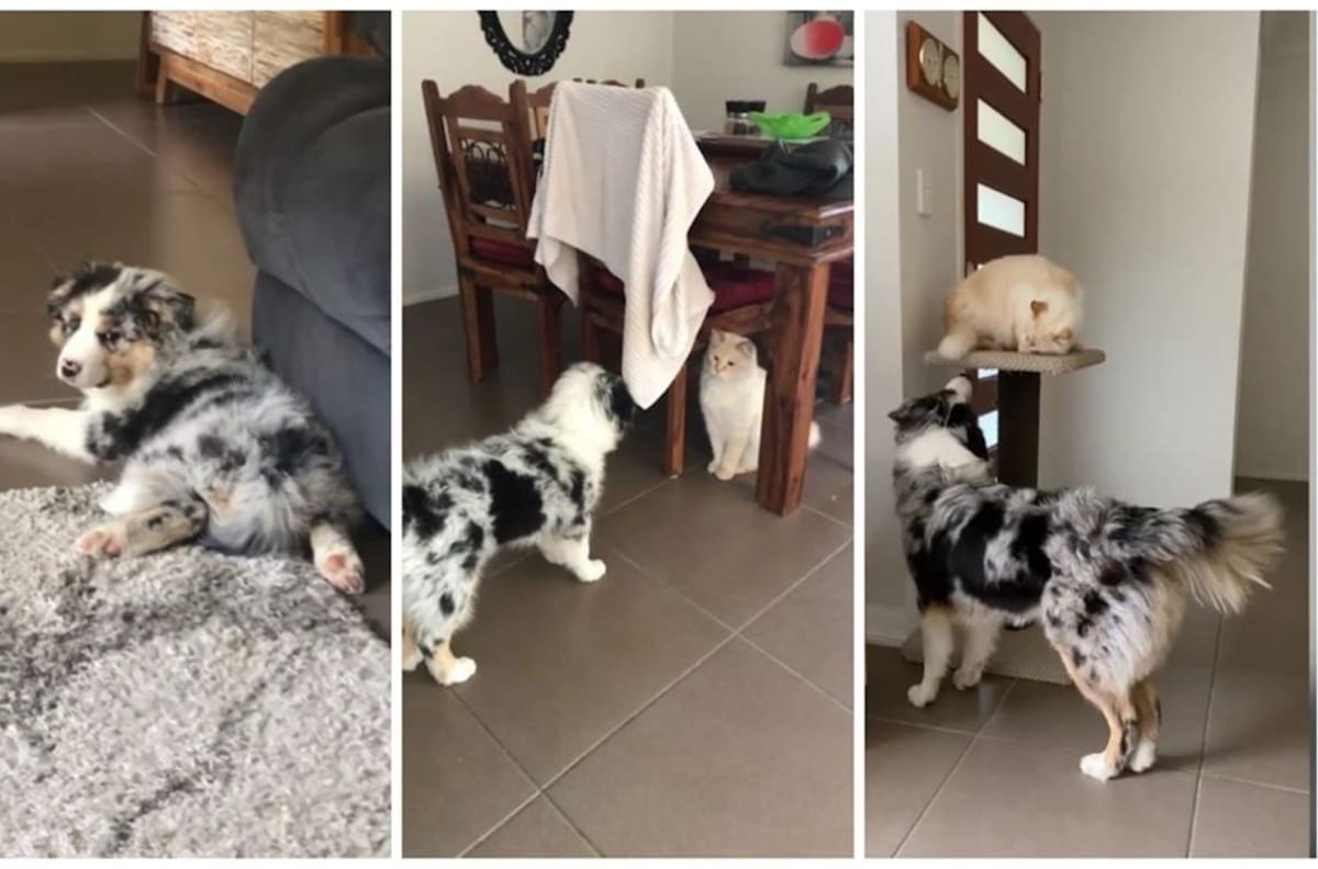 Gato se hace amigo de perro que era rechazado por otros; su video se hace viral