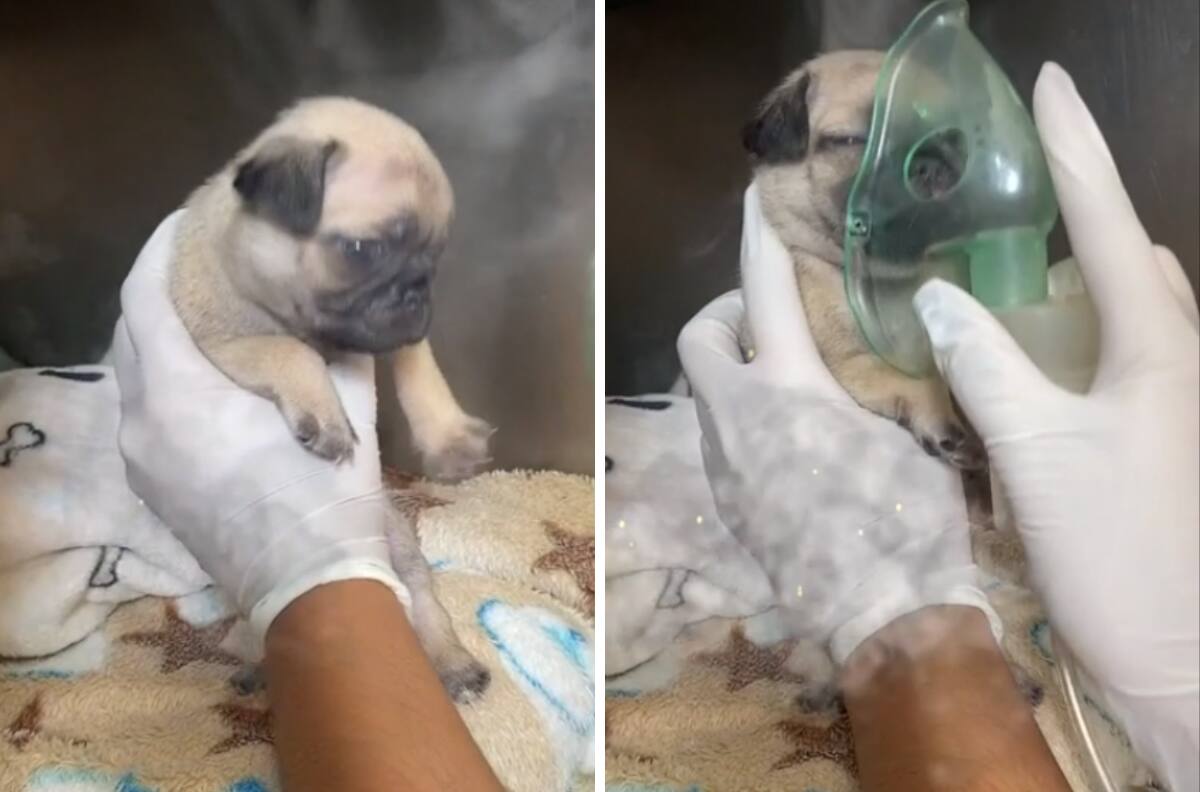 Tierno perrito es nebulizado y se hace viral| VIDEO