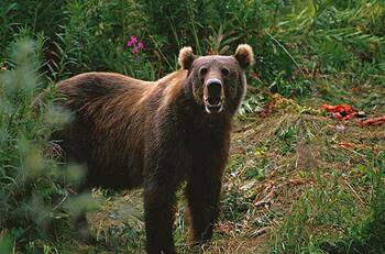 Oso atacó a dos campistas que dormían en tienda de campaña en Alaska