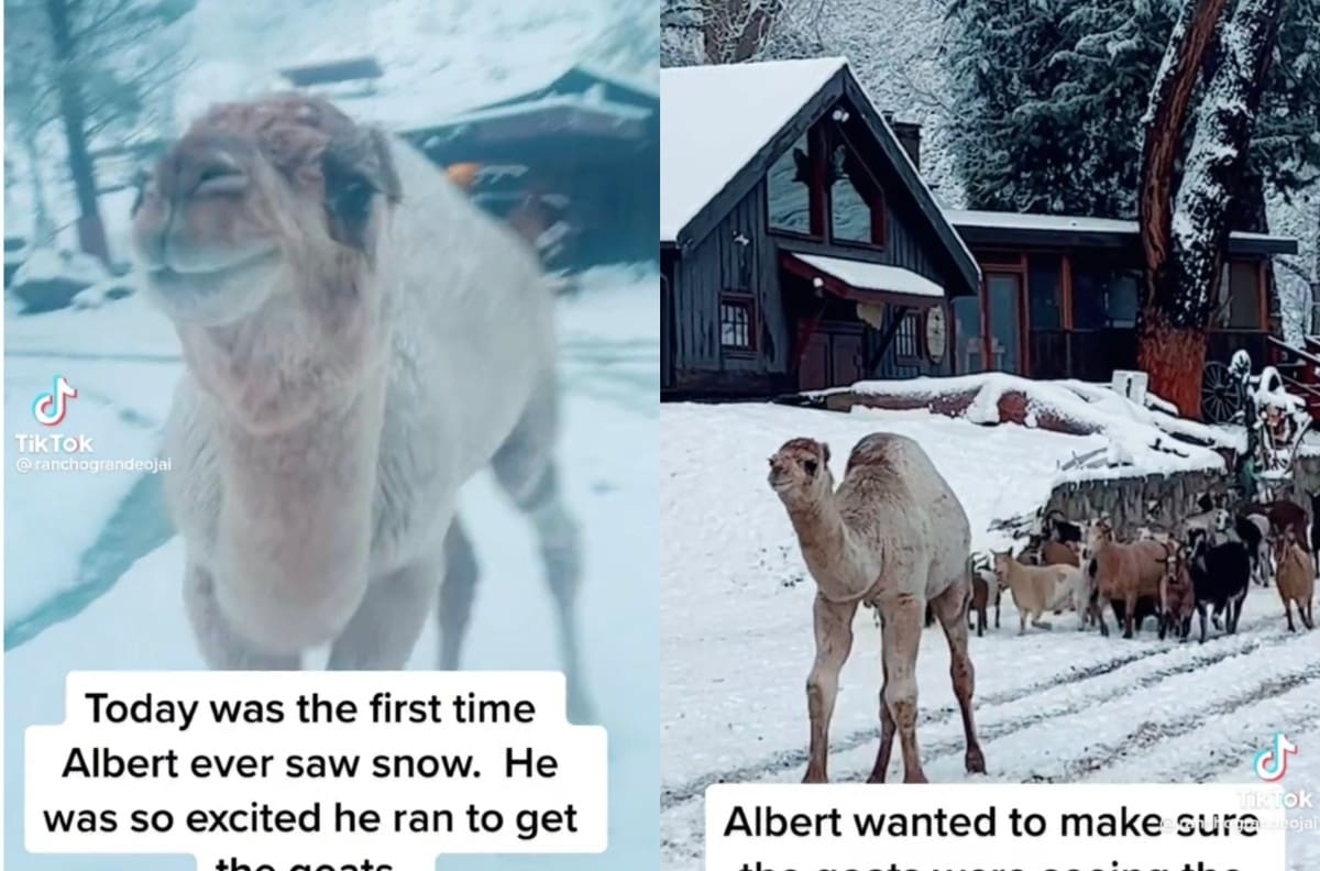 Camello bebé conoce la nieve por primera vez y su reacción se hizo viral| VIDEO
