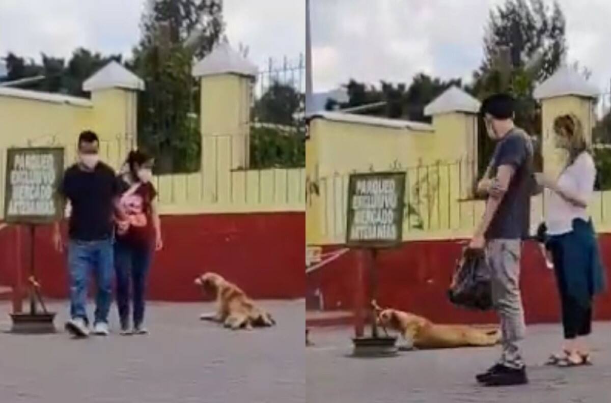 VIDEO: Perrito se hace viral por engañar a turistas para recibir caricias