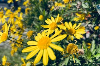 Conoce el significado de regalar flores amarillas este 21 de marzo