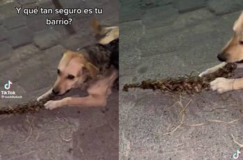 VIDEO | Captan a perro masticando una columna vertebral en Ecatepec ¿Son restos humanos?