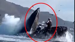 VIDEO | Captan impresionante momento en que una ballena se traga a dos mujeres