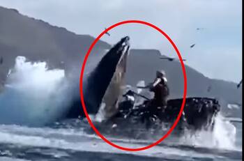 VIDEO | Captan impresionante momento en que una ballena se traga a dos mujeres