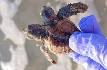 VIDEO: Encuentran a la tortuga de dos cabezas Squirt y Crush