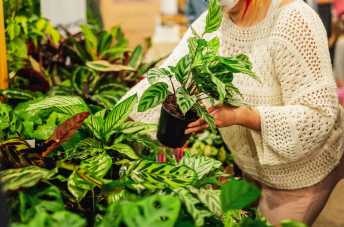 A dónde ir: Descubre tres lugares para comprar plantas en CDMX