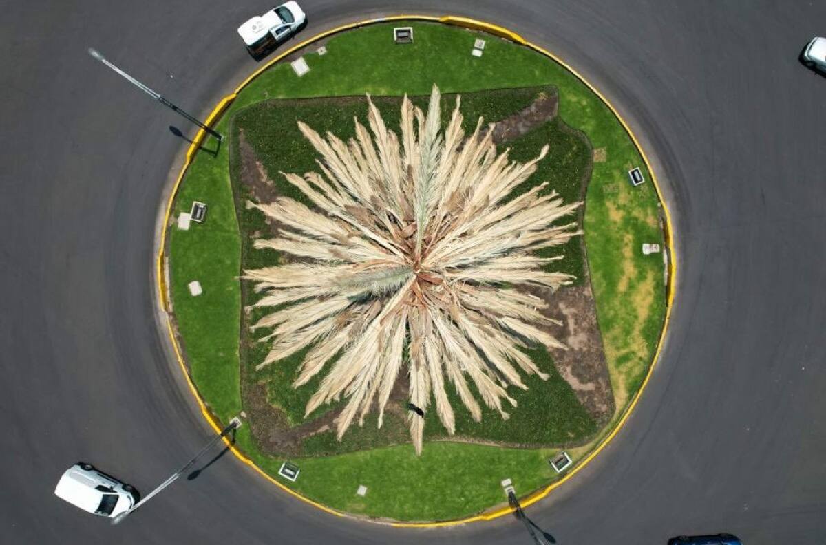 Últimos días: Así puedes votar qué árbol sustituirá a La Palma en Paseo de la Reforma