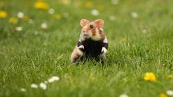 Hámster´s podrían ser la esperanza contra el COVID 19